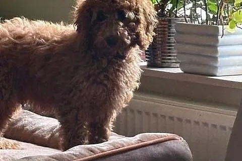 Samiec labradoodle mini f2 apricot, Zachodniopomorskie, Gryfice
