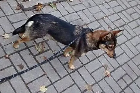KAWA - maleńska, młoda sunia -do adopcji,  mazowieckie Warszawa