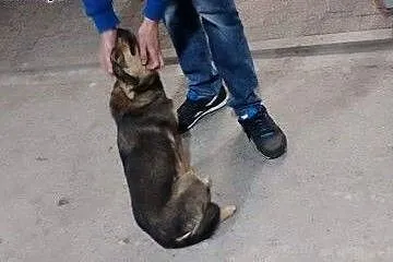 KAWA - maleńska, młoda sunia -do adopcji,  mazowie