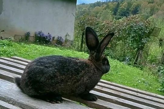 Młode Samice, Podkarpackie, Obarzym
