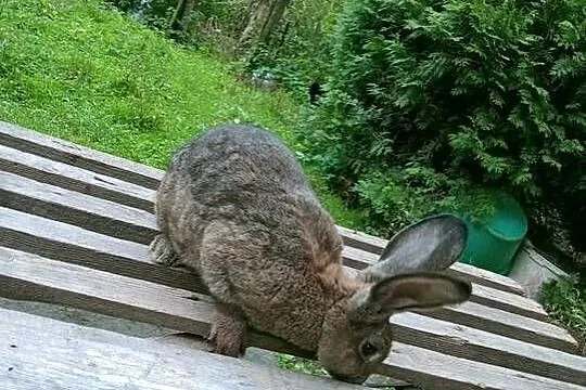 Młode Samice, Podkarpackie, Obarzym