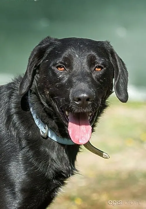 POKER - piękny, 2 letni czarny labrador szuka domu