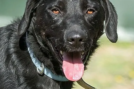 POKER - piękny, 2 letni czarny labrador szuka domu