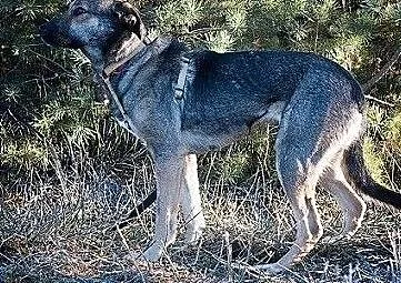 Młoda 2 lata,średnia 20 kg,łagodna,spokojna,sterylizowana suczka NIKA.Adopcja., Mazowieckie, Warszawa