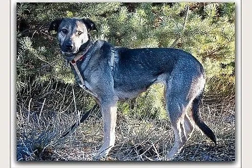 Młoda 2 lata,średnia 20 kg,łagodna,spokojna,sterylizowana suczka NIKA.Adopcja., Mazowieckie, Warszawa