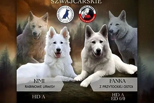 Biały Owczarek Szwajcarski, Łódzkie, Dąbie