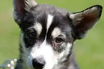 Nuri - szczeniak w typie husky potrzebuje kochając