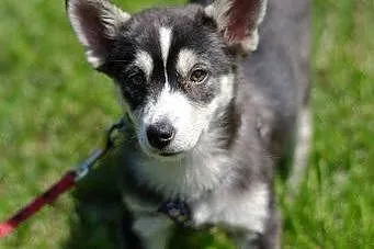 Nuri - szczeniak w typie husky potrzebuje kochając