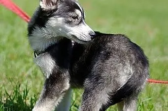 Nuri - szczeniak w typie husky potrzebuje kochając