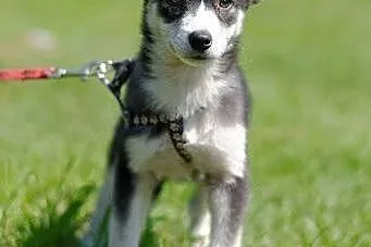 Nuri - szczeniak w typie husky potrzebuje kochając