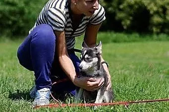 Nuri - szczeniak w typie husky potrzebuje kochając