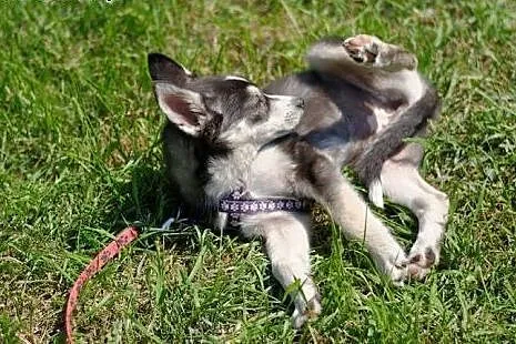 Nuri - szczeniak w typie husky potrzebuje kochając