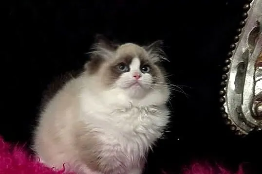 Ragdoll Kotka Czekoladowa FIFE FPL, Lubuskie, Wschowa