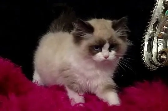 Ragdoll Kotka Czekoladowa FIFE FPL, Lubuskie, Wschowa