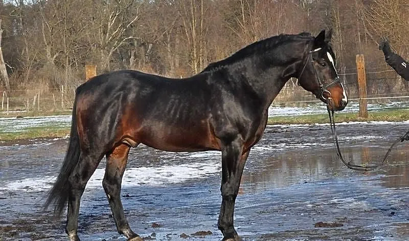 Ogier PESAL m / stanówka, Mazowieckie, Mogielnica
