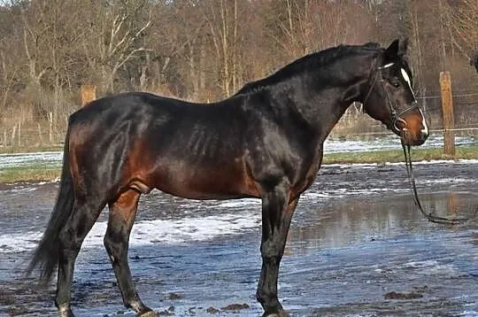 Ogier PESAL m / stanówka, Mazowieckie, Mogielnica