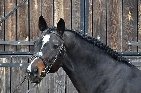 Ogier PESAL m / stanówka, Mazowieckie, Mogielnica