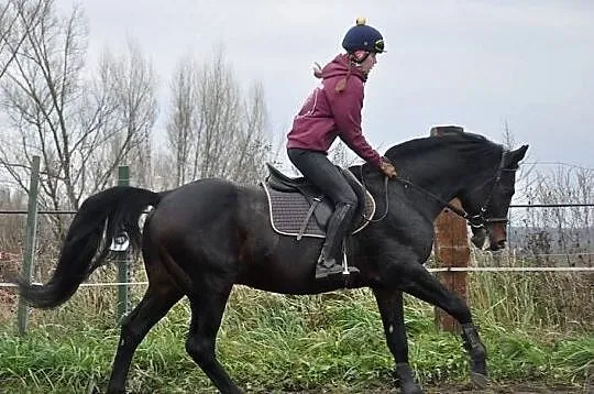 Ogier PESAL m / stanówka, Mazowieckie, Mogielnica