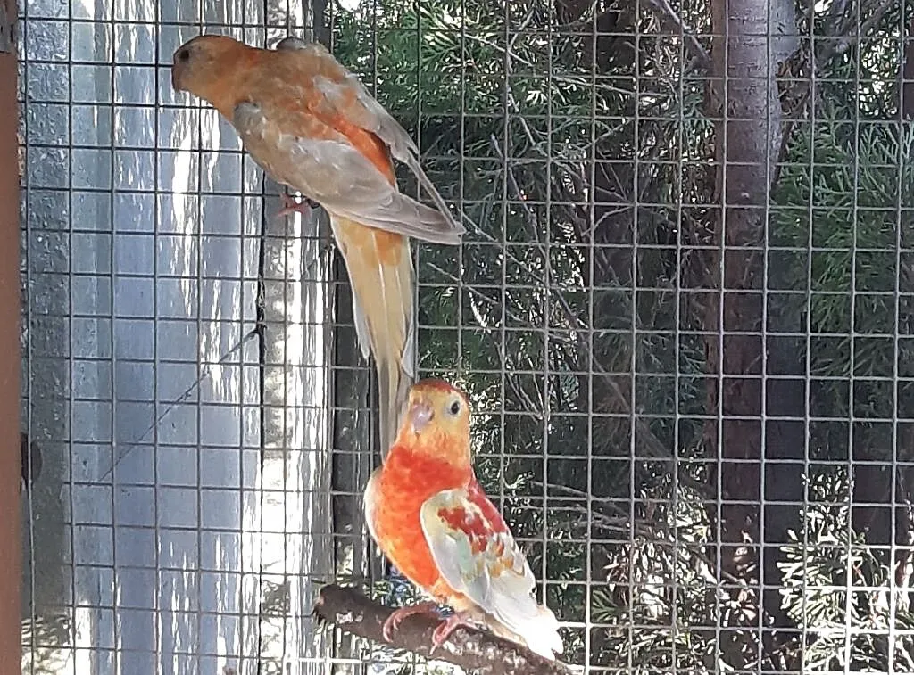 Świergoty Orange para, Mazowieckie, Radom