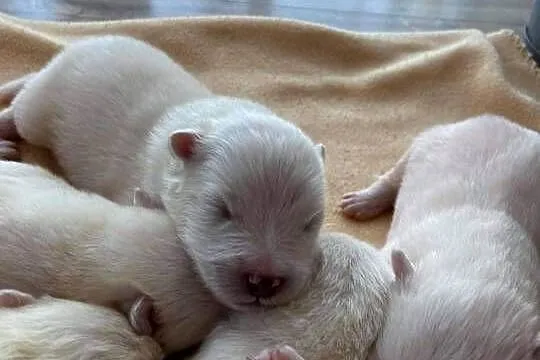 Samoyed/samojed