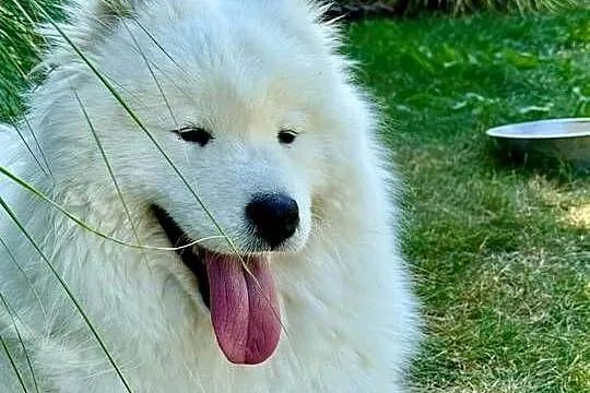 Samoyed/samojed, Małopolskie, Miechów
