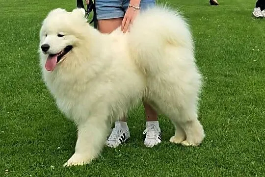 Samoyed/samojed, Małopolskie, Miechów