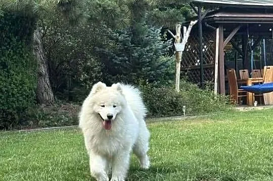 Samoyed/samojed, Małopolskie, Miechów