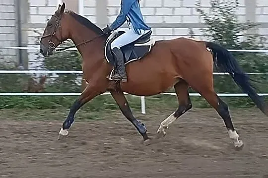 Klacz Lipican-Pluto Ragyogó, , Uchanie