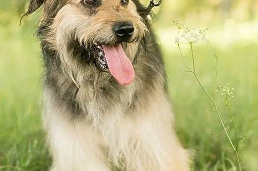 Pilne! Maksik, cudowny kudłacz gaśnie w przytulisk