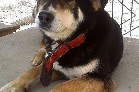 Bruno - niezwykły psiak, mądry i bystry :)