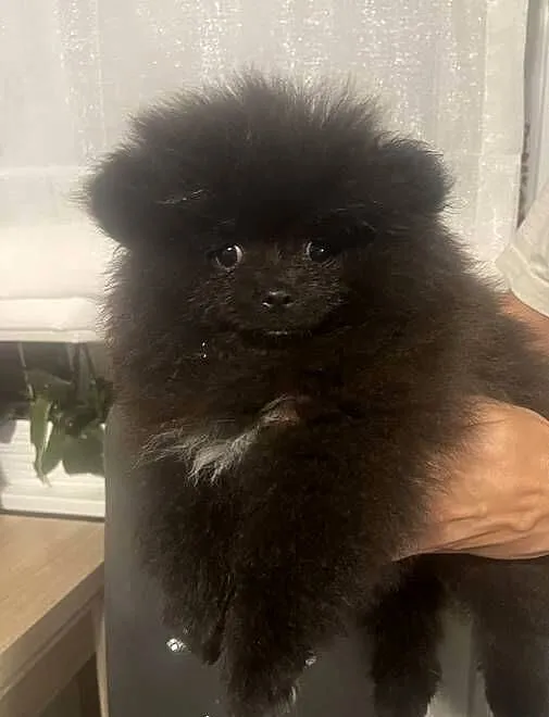 Szpic miniaturowy- pomeranian, Kujawsko-pomorskie, Toruń