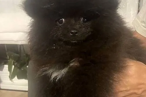 Szpic miniaturowy- pomeranian, Kujawsko-pomorskie, Toruń
