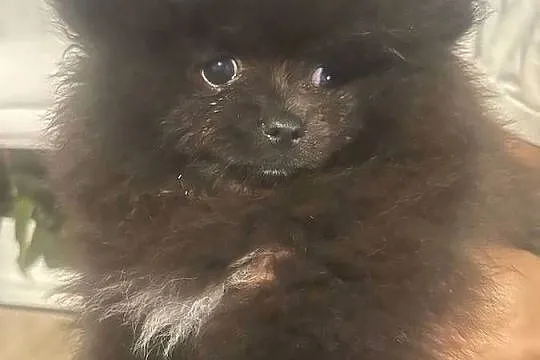 Szpic miniaturowy- pomeranian, Kujawsko-pomorskie, Toruń