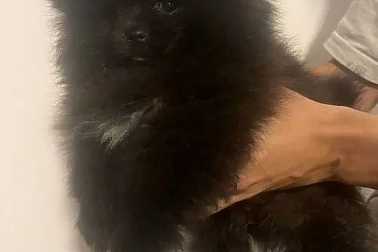 Szpic miniaturowy- pomeranian, Kujawsko-pomorskie, Toruń