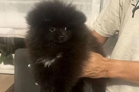 Szpic miniaturowy- pomeranian, Kujawsko-pomorskie, Toruń