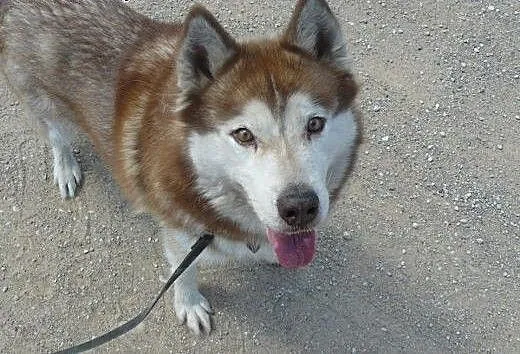Sampo, husky czeka na dom, dolnośląskie Wrocław
