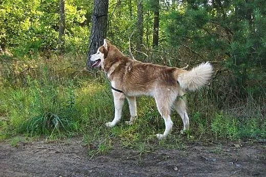 Sampo, husky czeka na dom,  dolnośląskie Wrocław