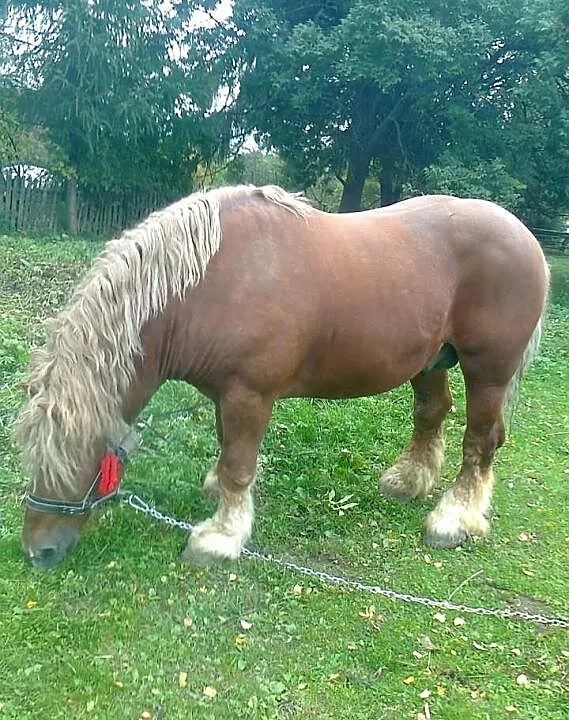 Sprzedam ogiera