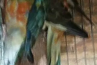 Papugi