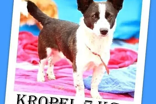 7kg,mały,przyjazny,wesoły piesek KROPEL.Adopcja, mazowieckie Warszawa