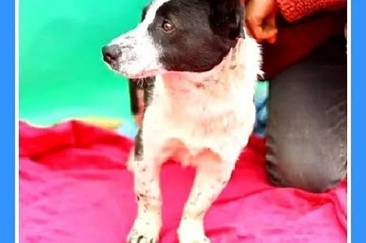 7kg,mały,przyjazny,wesoły piesek KROPEL.Adopcja,  