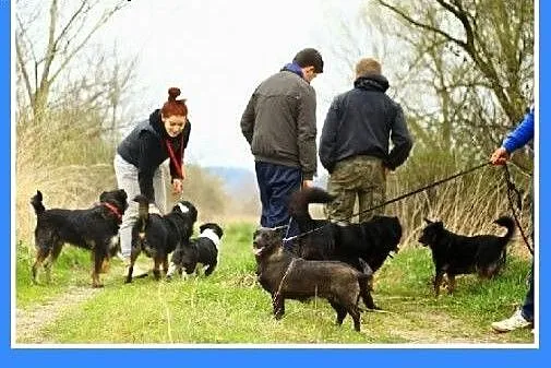 7kg,mały,przyjazny,wesoły piesek KROPEL.Adopcja,  