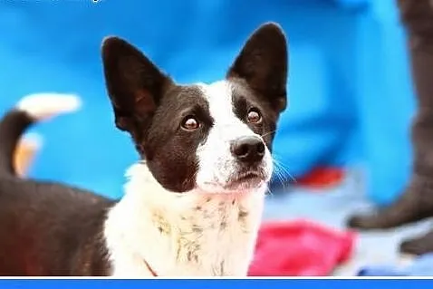 7kg,mały,przyjazny,wesoły piesek KROPEL.Adopcja,  