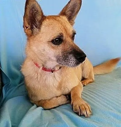 GACUŚ - cudowny, nieduży, słodki psiak do adopcji, mazowieckie Warszawa, Mazowieckie, Warszawa