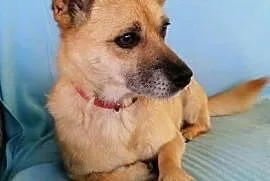 GACUŚ - cudowny, nieduży, słodki psiak do adopcji, mazowieckie Warszawa
