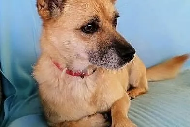GACUŚ - cudowny, nieduży, słodki psiak do adopcji,  mazowieckie Warszawa, Mazowieckie, Warszawa
