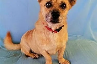 GACUŚ - cudowny, nieduży, słodki psiak do adopcji,  mazowieckie Warszawa, Mazowieckie, Warszawa