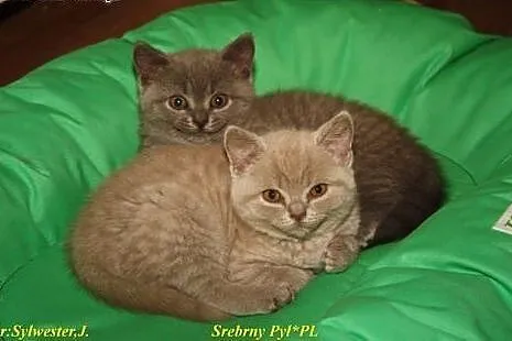 Kocięta Brytyjskie,  wielkopolskie Poznań
