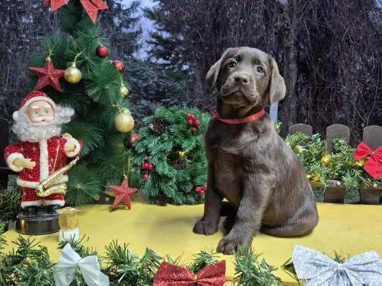 Czekoladowy labrador retriever Szczeniaki na sprzedaż, Mazowieckie, Warszawa