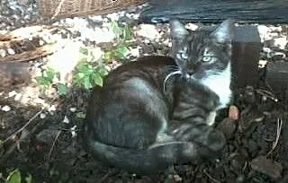 Jasper The Trooper szuka domu, wielkopolskie Koni